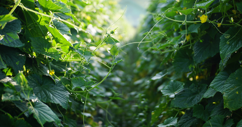 きゅうりの葉っぱが黄色くなる原因と対策：病気、栄養不足、生育環境の見直し