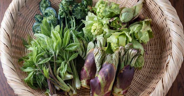 タラの芽採り完全ガイド：時期、場所、方法、注意点