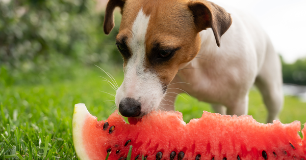 犬にスイカは大丈夫？与え方の注意点とメリットを解説