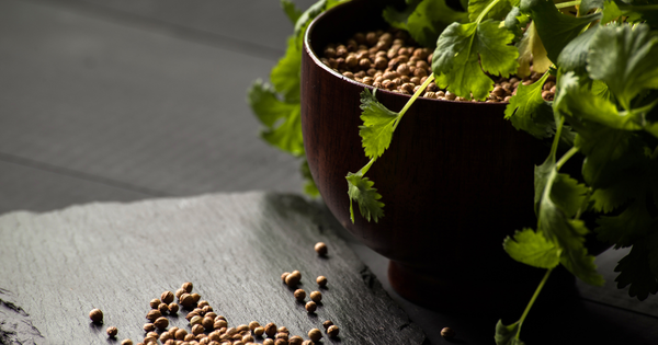 パセリの種から始める家庭菜園：育て方完全ガイドと栄養満点レシピ