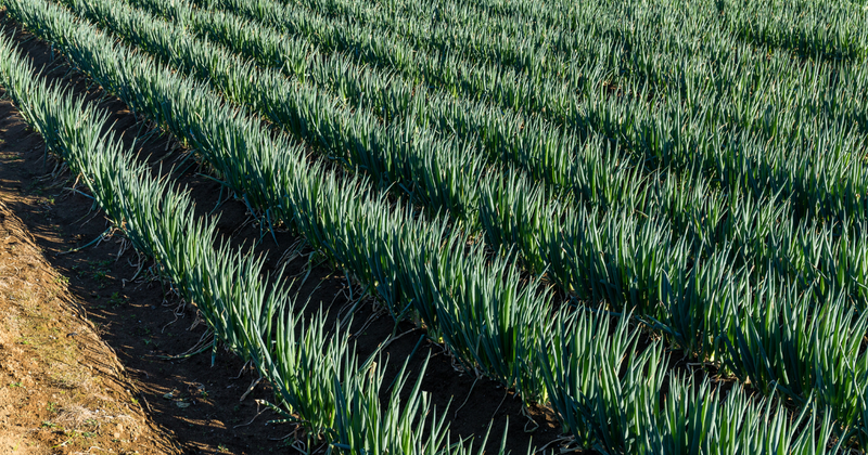 家庭菜園で挑戦！長ネギ栽培：苗の植え方から収穫までの完全ガイド