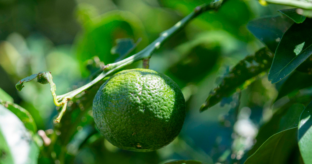 の*ん様 みかんの木（未成熟果実付き）シークワーサー の*ん様 みかん