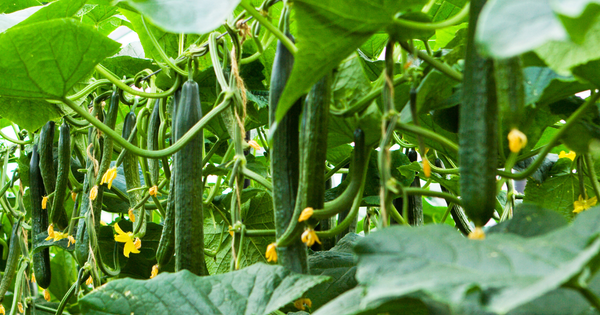 【きゅうり栽培】摘芯で収穫量アップ！失敗しない育て方を徹底解説