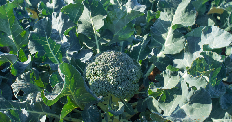 ブロッコリー栽培成功の鍵：肥料の選び方と与え方徹底ガイド