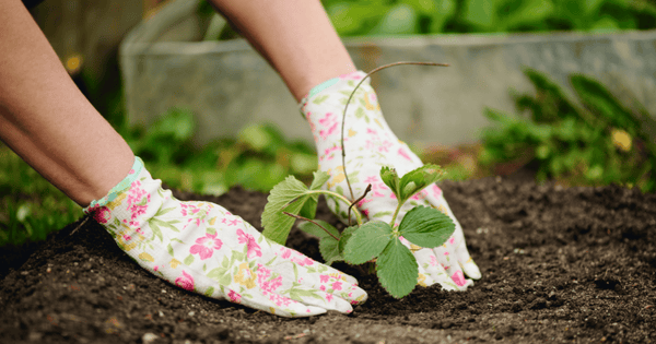 ネギの植え替え時期と理由：失敗しない栽培のコツ