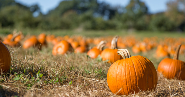 カボチャ栽培の最適期：種類と地域別植え付け時期ガイド