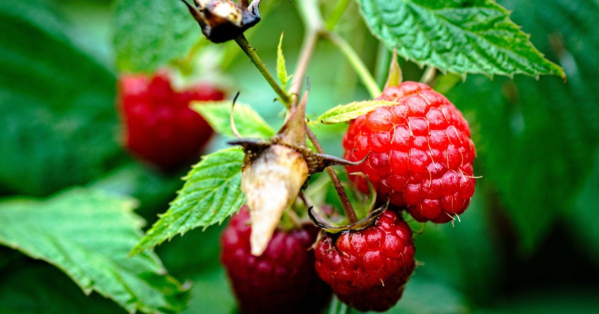 ラズベリーの育て方：初心者でも失敗しない栽培方法を徹底解説
