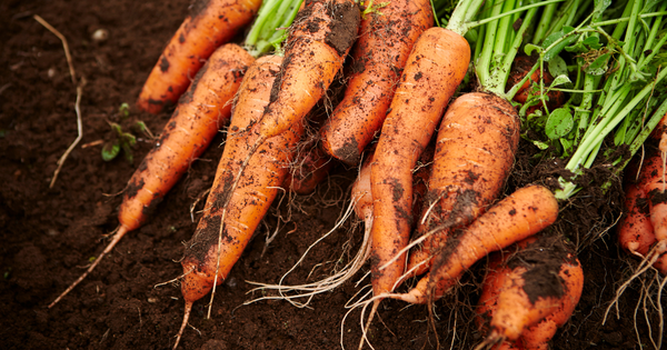 プランターで手軽に挑戦！人参栽培完全ガイド：初心者でも失敗しない育て方