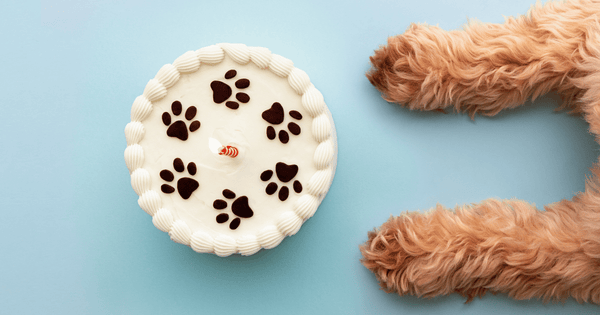 愛犬と楽しむ手作りケーキ：安全で美味しいレシピ集
