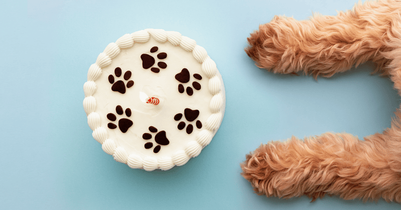 愛犬と楽しむ手作りケーキ：安全で美味しいレシピ集