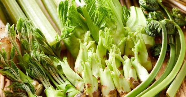 驚くべき山菜の栄養素：種類別徹底解説と安全な調理法