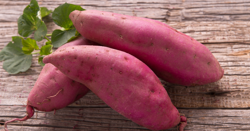 家庭菜園で甘くて美味しいサツマイモを育てる！栽培のコツと裏技