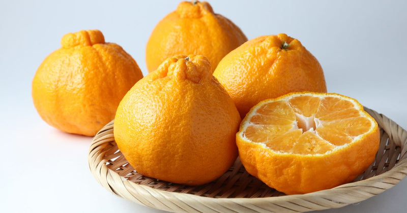 デコポン旬の時期はいつ？甘くて美味しいデコポンを味わおう！