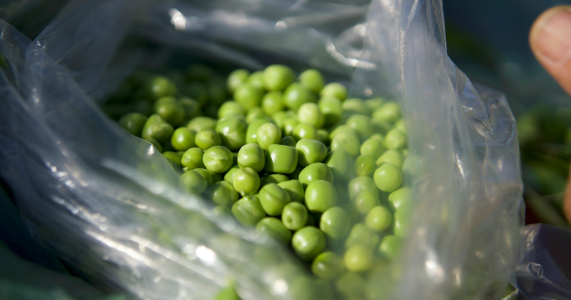 グリーンピース旬の時期：甘みと風味を最大限に楽しむ方法