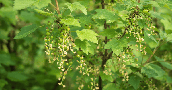 ノブドウの知られざる薬効：身近な野草の驚くべき力