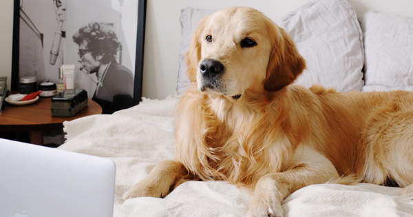 犬にレモンは大丈夫？与える際の注意点とメリット・デメリットを解説