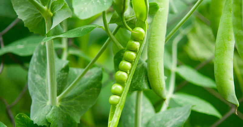 グリーンピース収穫時期の完全ガイド：甘くて美味しい豆を収穫するコツ
