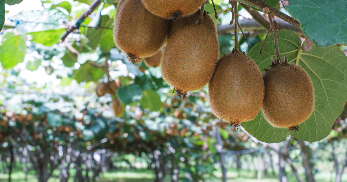 ベランダで楽しむ！鉢植えゴールドキウイの育て方完全ガイド