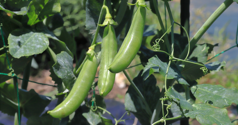 スナップエンドウの育て方：初心者でも簡単！プランター栽培で春の味覚を収穫