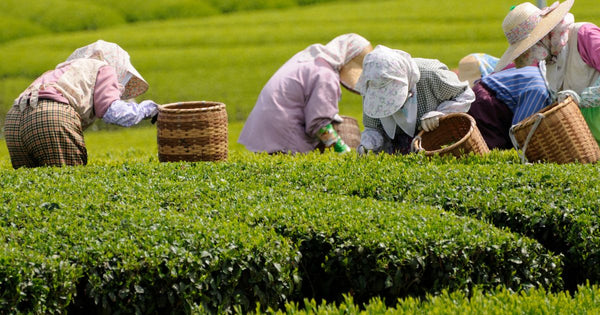 茶摘みの時期：新茶から晩茶まで、季節ごとの茶葉の魅力