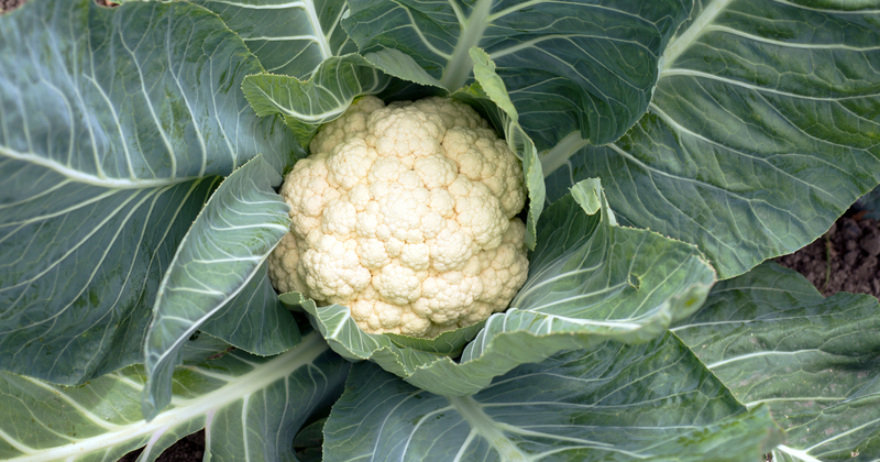 カリフラワーの育て方：家庭菜園で新鮮なカリフラワーを収穫するコツ