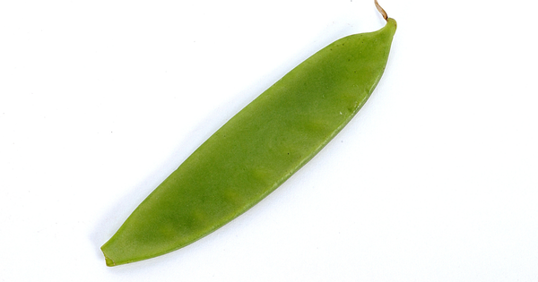 絹さやエンドウ栽培ガイド：甘みと風味を家庭菜園で楽しむ