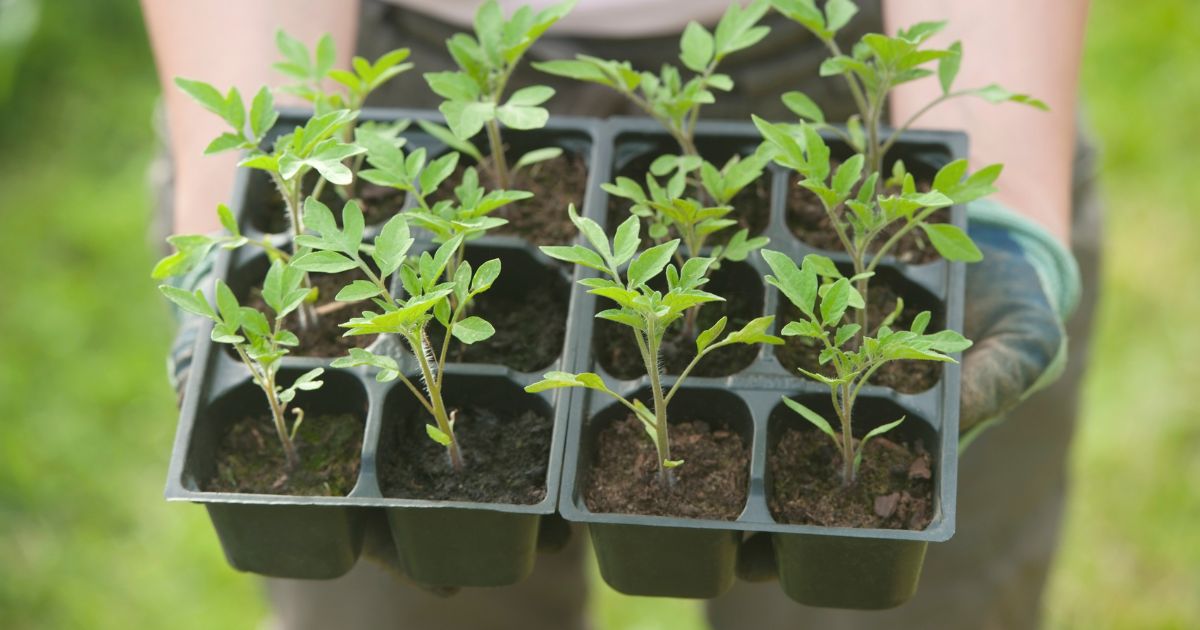 【初心者でも簡単！】トマト苗の植え方と植える時期を徹底解説