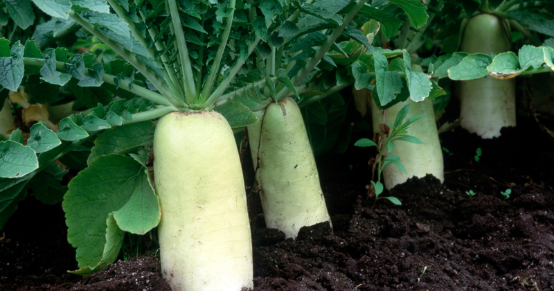 大根の種から始める家庭菜園：栽培、自家採種、成功の秘訣