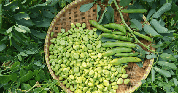 そら豆の旬：栄養満点の秘密と最高の味わい方