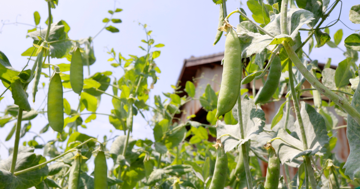 スナップエンドウを長持ちさせる！鮮度を保つ保存方法