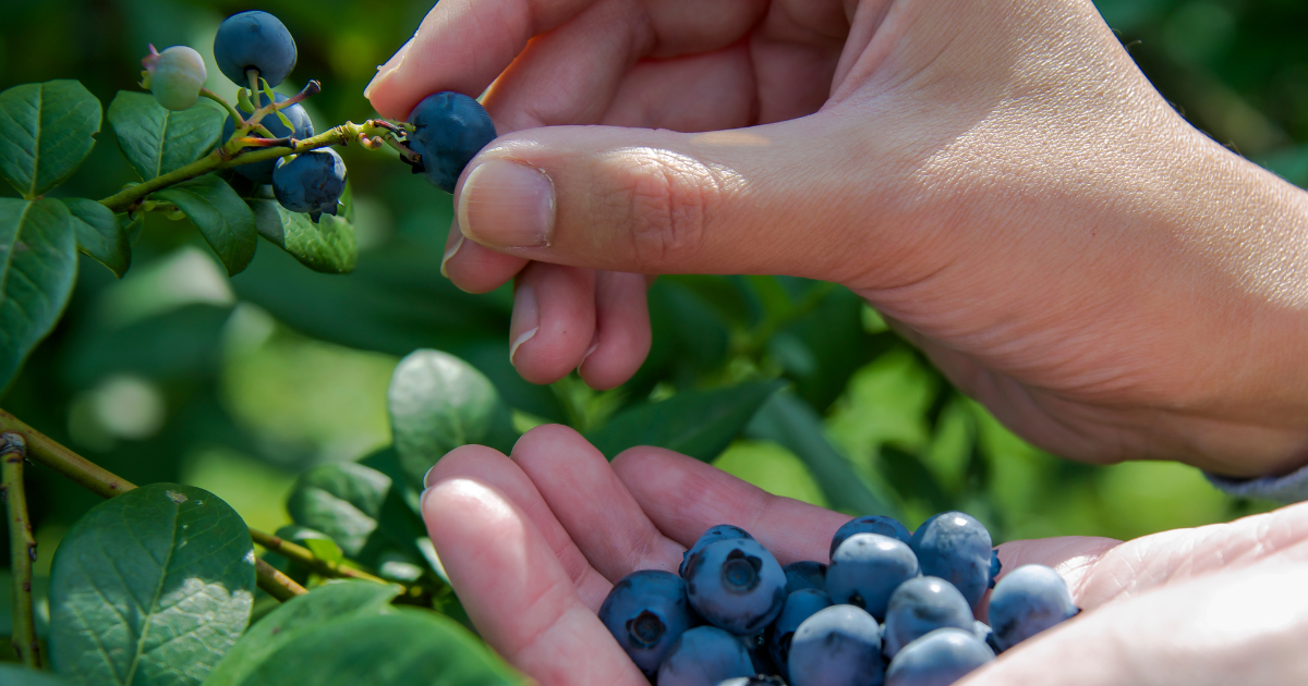 ブルーベリー栽培で後悔しないために：植えてはいけない場所と注意点