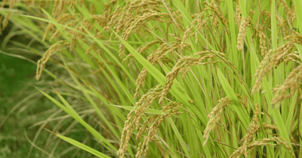 毎日食べるご飯で食物繊維不足を解消！お米のチカラで健康的な食生活を