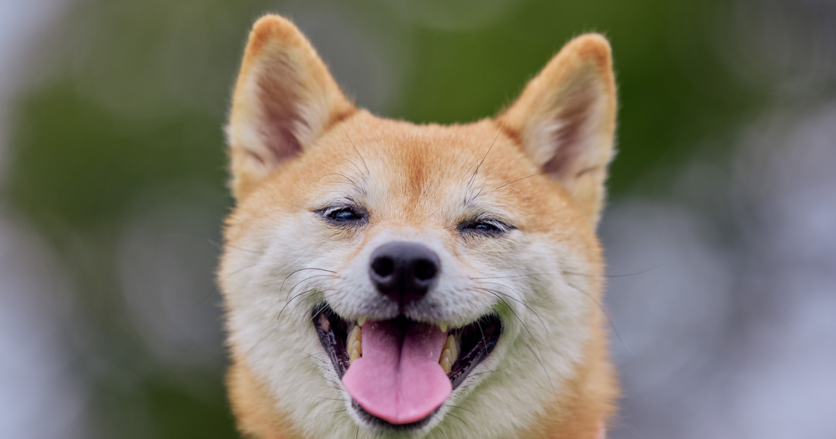 犬にレモンは大丈夫？獣医が解説するメリット・デメリットと与え方の注意点