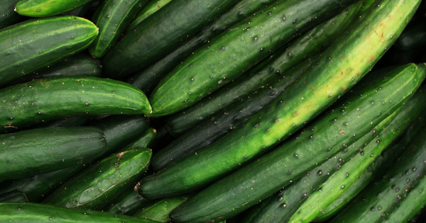 きゅうりの発芽日数：成功への道標と栽培のコツ