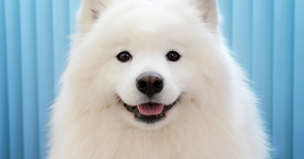 犬はメロンを食べても大丈夫？愛犬への与え方の注意点とメリット・デメリット