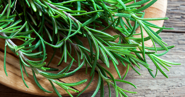 ローズマリーが枯れる原因と復活方法：元気を取り戻すための完全ガイド