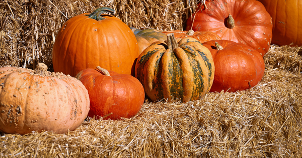 かぼちゃの旬はいつ？夏？冬？品種の違いから栄養、選び方、おすすめレシピ、栄養を最大限に引き出す食べ方まで徹底解説！