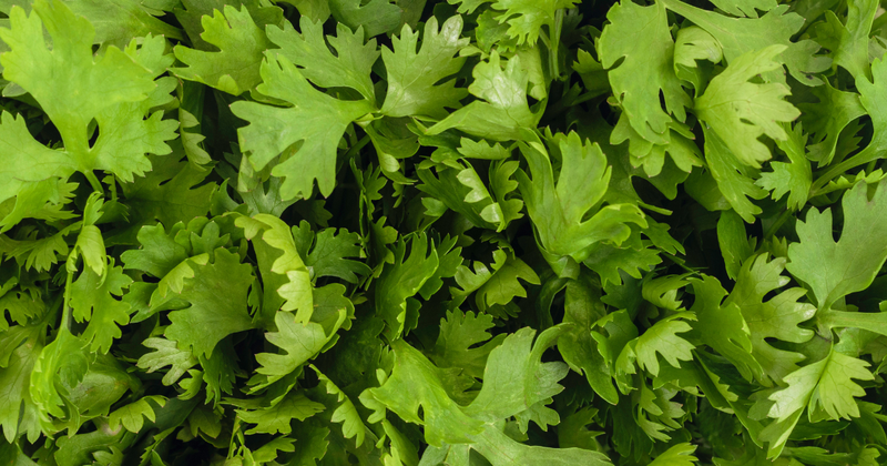 パクチーの原産国はどこ？世界中で愛される香草のルーツを徹底解説