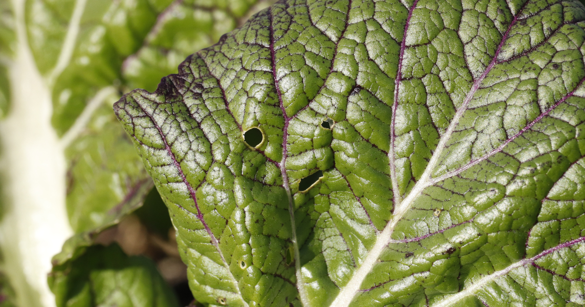 高菜（タカナ）の育て方・栽培方法｜家庭菜園での成功の秘訣と収穫・保存