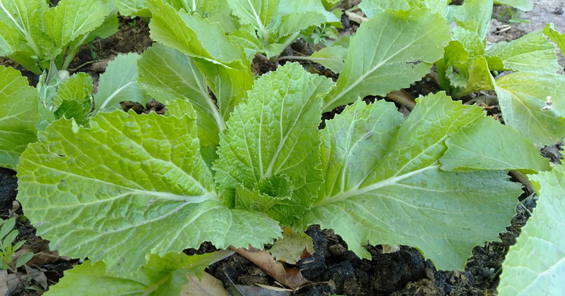 家庭菜園で楽しむ！かき菜の育て方：農家直伝の栽培方法を徹底解説