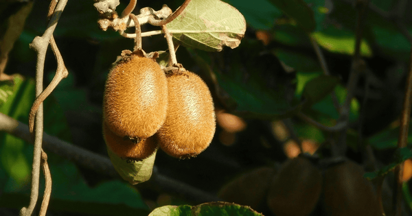 沖縄の秘宝「クーガ実」：二つの幻と不老不死の伝説を紐解く