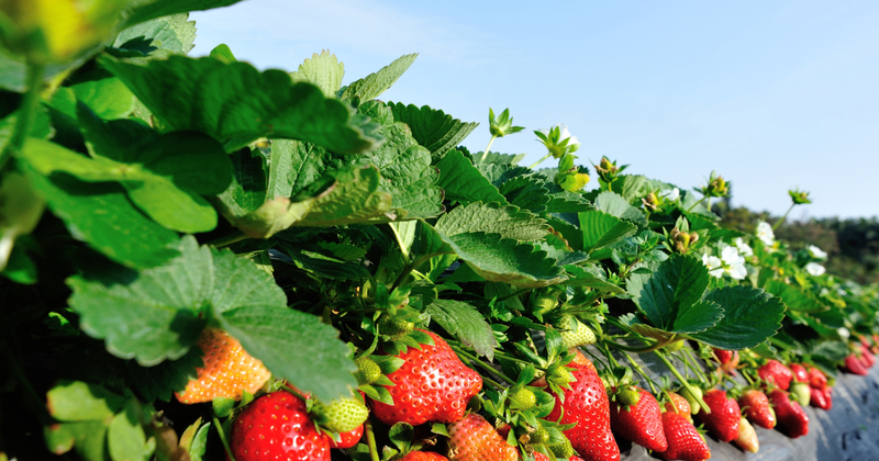 甘くて美味しい！自宅で簡単 苺苗栽培ガイド：初心者でも失敗しない育て方