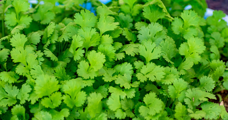 香菜（シャンツァイ）とは？パクチー、コリアンダーとの違いからおすすめレシピまで徹底解説
