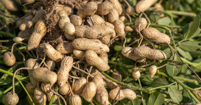 家庭菜園で落花生を育てよう！初心者でも簡単！栽培方法の完全ガイド