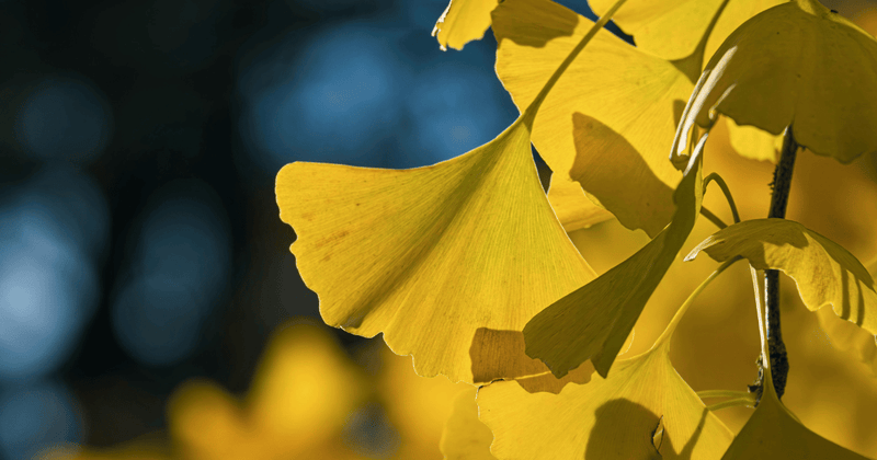銀杏の旬：落ちる時期と収穫時期を見極めて美味しく味わう