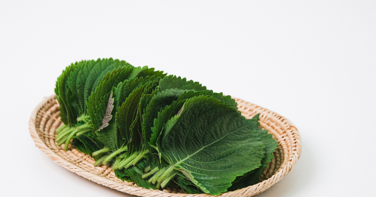 大葉の鮮度を保つ保存術！冷蔵・冷凍・乾燥で長持ちさせる方法と活用レシピ