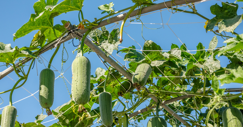 初心者でも簡単！ヘチマの育て方：グリーンカーテンから実の活用まで徹底解説