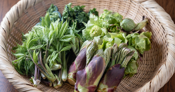 たらの芽の旬はいつ？採取時期から選び方、おすすめレシピまで徹底解説！