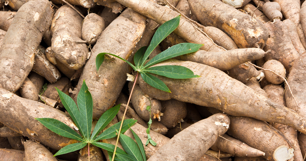 キャッサバの美味しい食べ方：世界三大芋類の魅力を徹底解説！