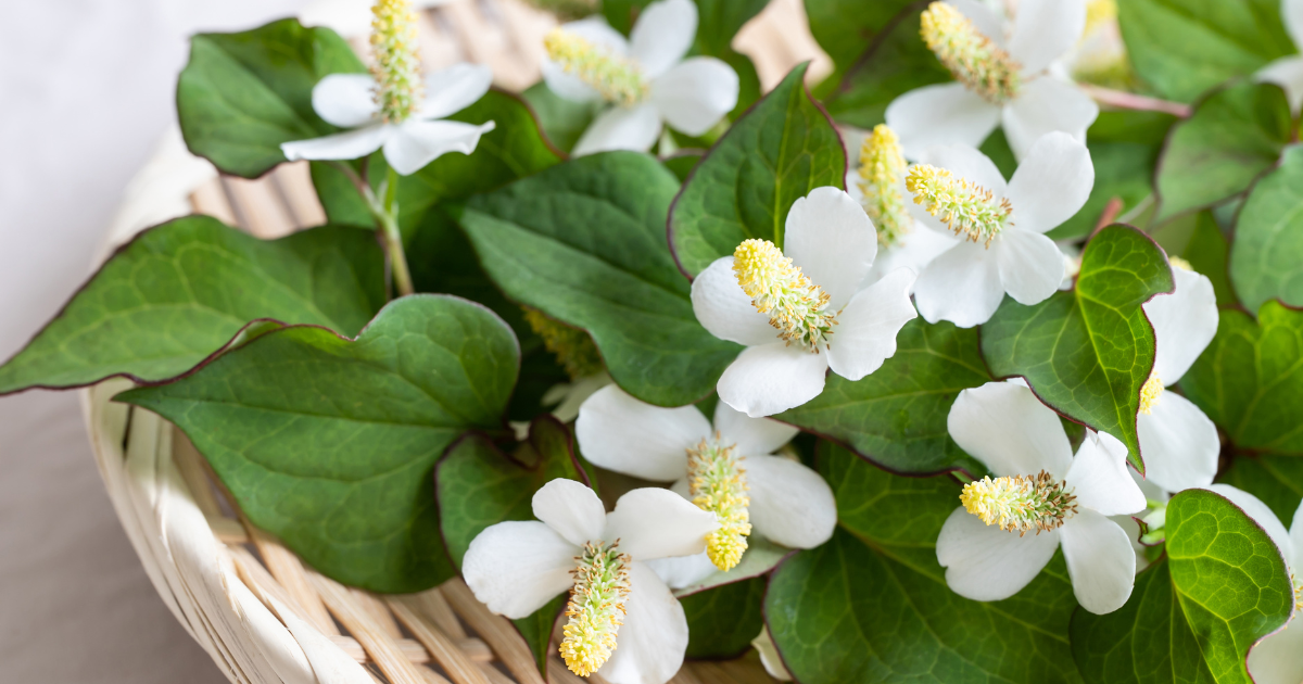 ドクダミを食べる：驚くべき効果と活用レシピ